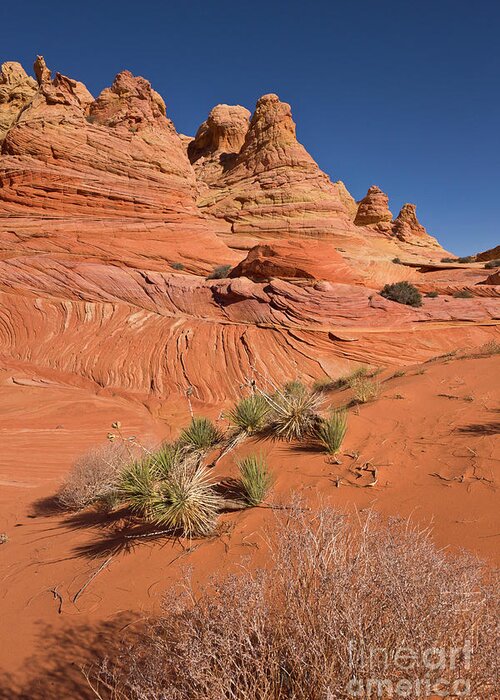 00559158 Greeting Card featuring the photograph Colorado Plateau Sandstone by Yva Momatiuk John Eastcott