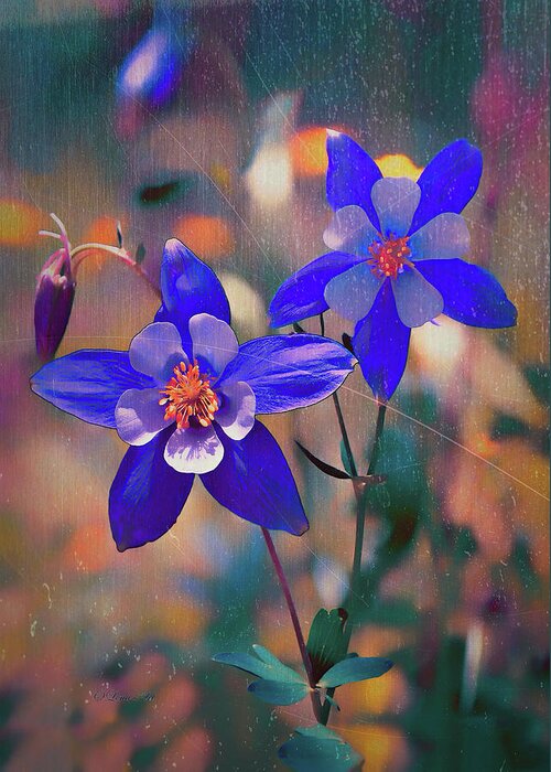 Blossums Greeting Card featuring the photograph Columbine - Colorado State Flower by OLena Art by Lena Owens - Vibrant DESIGN