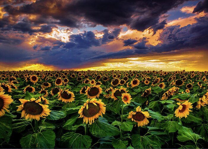 Aster Greeting Card featuring the photograph Colorado Sunflowers At Sunset by John De Bord