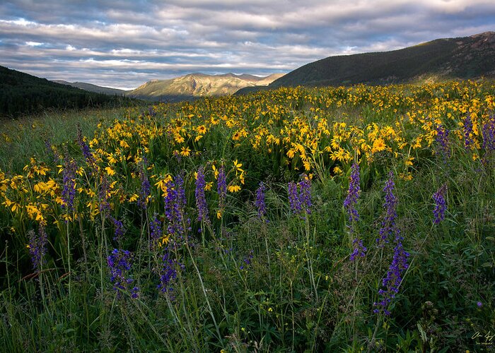 Colorado Greeting Card featuring the photograph Colorado Wildflower Sunrise by Aaron Spong