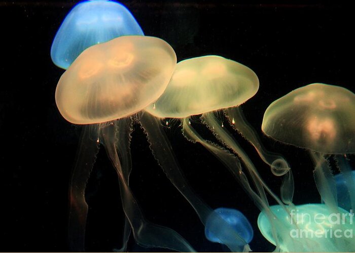 Jellytish Greeting Card featuring the photograph Colorful Jellyfish by Robert Wilder Jr