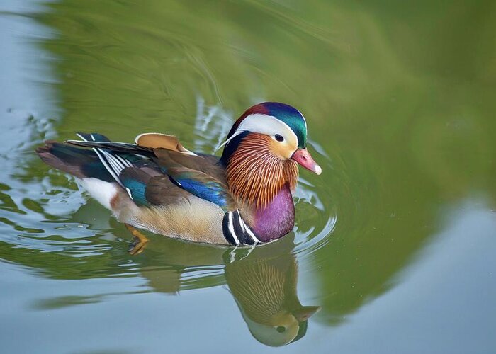 Colorful Mandarin Duck 2 Greeting Card featuring the photograph Colorful mandarin duck 2 by Lynn Hopwood