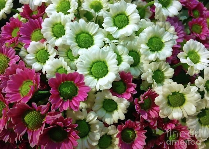 Chrysanthemums Greeting Card featuring the photograph Colorful Mums 3 by Jasna Dragun