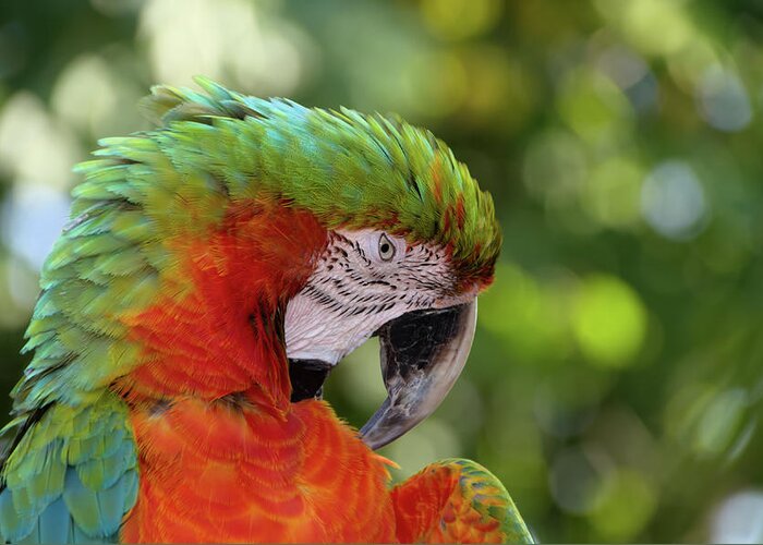 Macaw Greeting Card featuring the photograph Colorful Parrot Looking Right by Artful Imagery
