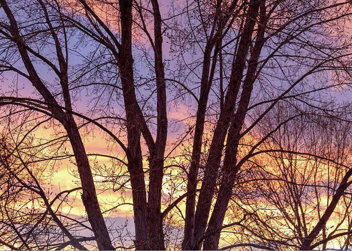 Colorful Greeting Card featuring the photograph Colorful Tree Branches Night by James BO Insogna