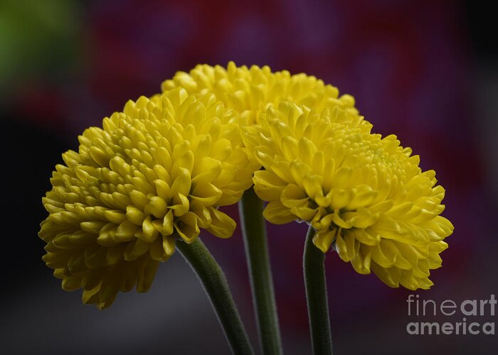 Flower Greeting Card featuring the photograph Colorful triplet by Robert WK Clark