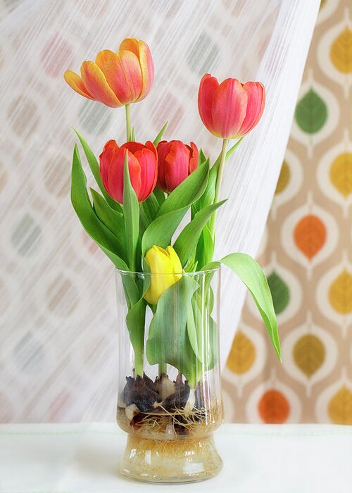 Tulips Greeting Card featuring the photograph Colorful Tulips and Bulbs in Glass Vase by Susan Gary