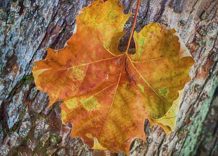 Fall Greeting Card featuring the photograph Colors and textures by Tammy Chesney