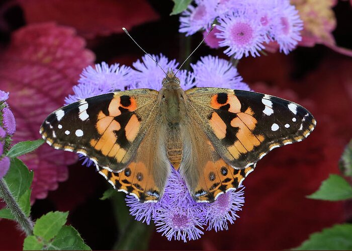 Painted Lady Butterfly Greeting Card featuring the photograph Colors Galore by Doris Potter