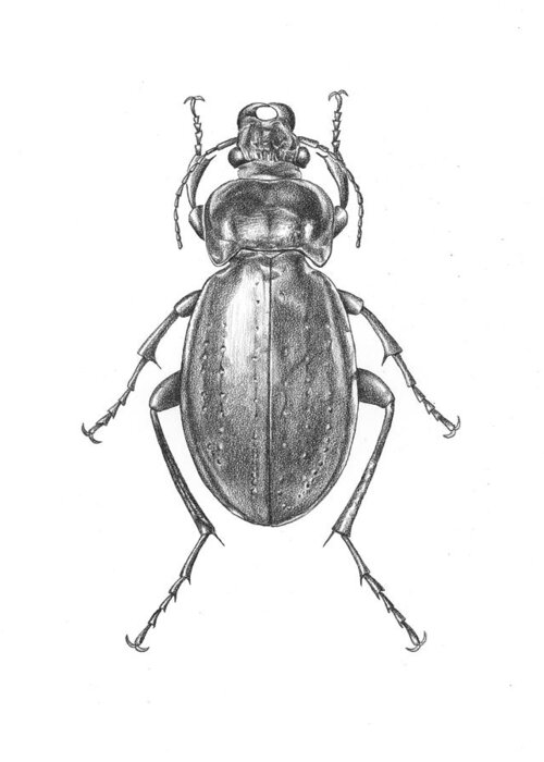Beetle Greeting Card featuring the drawing Colosma Beetle by Logan Parsons