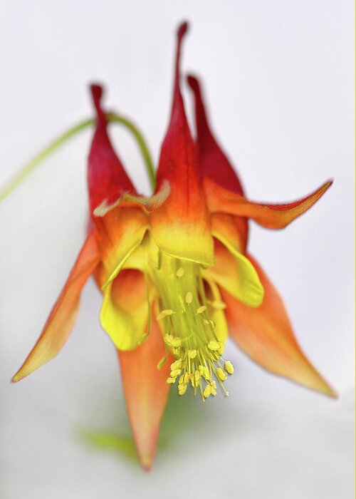 Eastern Red Columbine Greeting Card featuring the photograph Columbine #3 by Jamieson Brown