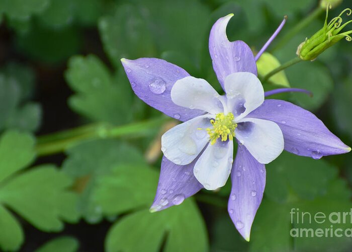 Columbine Greeting Card featuring the photograph Columbine after a Shower by Debby Pueschel
