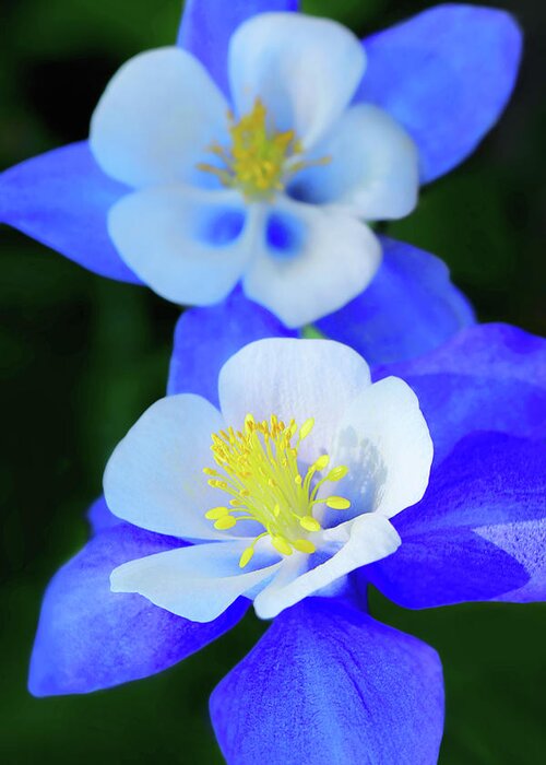 Aquilegia Vulgaris Greeting Card featuring the photograph Columbine Day by Iryna Goodall