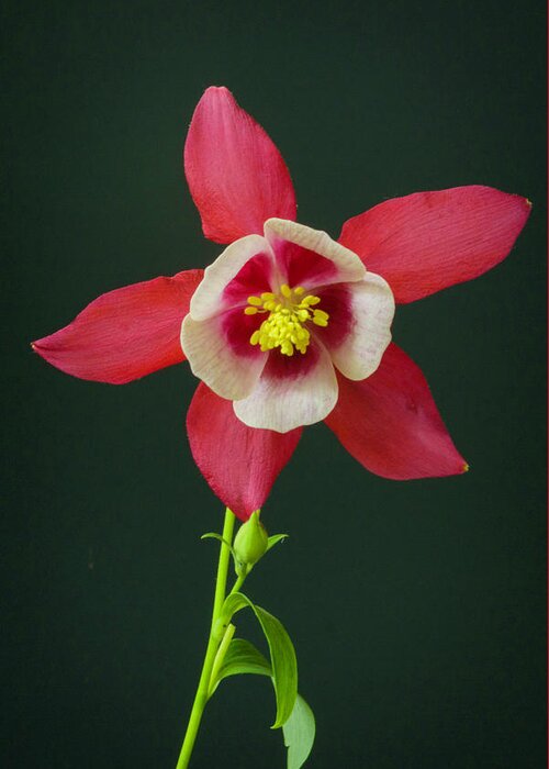 Columbine Flower In Bloom Greeting Card featuring the photograph Columbine flower 2 by Kenneth Cole