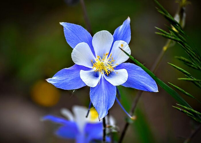 Columbine Greeting Card featuring the photograph Columbine by Michael Brungardt