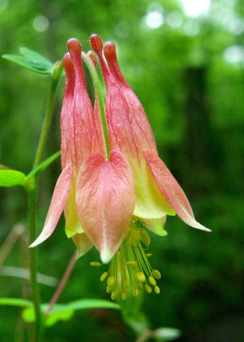 Nature Greeting Card featuring the photograph Columbine Single Blossom by Peggy King
