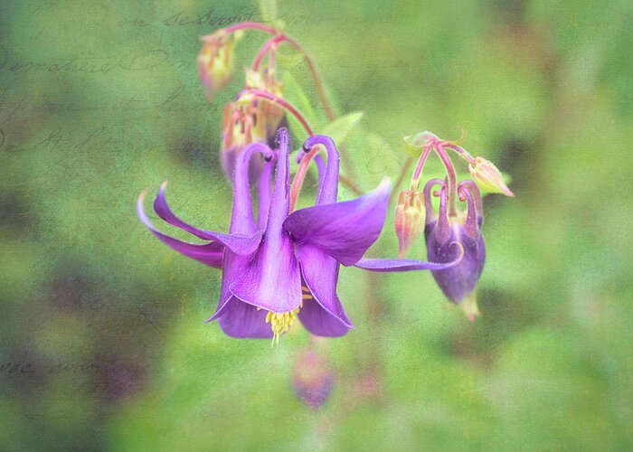 Flower Greeting Card featuring the photograph Columbine state flower of Colorado. by Usha Peddamatham