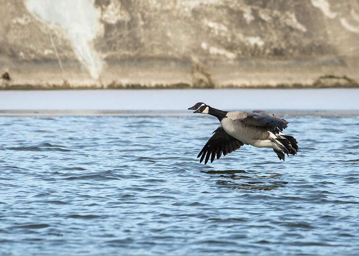 Pair Of Canada Geese Greeting Card featuring the photograph Coming In 2017-1 by Thomas Young