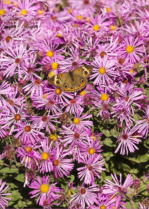 Common Buckeye Greeting Card featuring the photograph Common Buckeye and Aster 2013-1 by Thomas Young