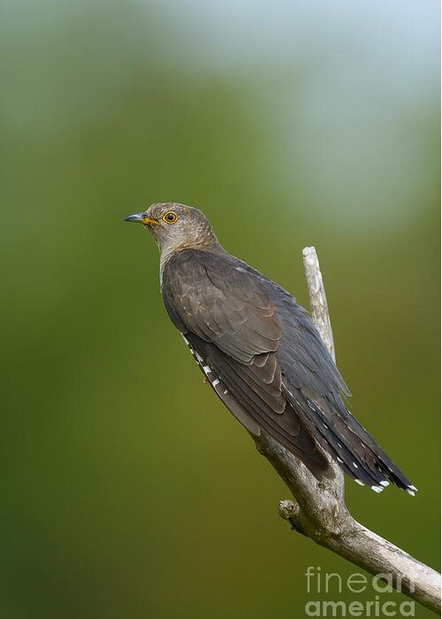 Common Cuckoo Greeting Card featuring the photograph Common Cuckoo by Steen Drozd Lund