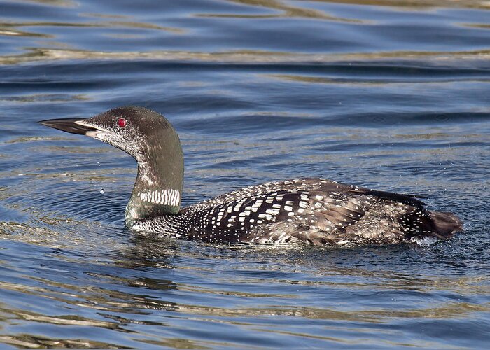  Loon Greeting Card featuring the photograph Common Loon by Carl Olsen