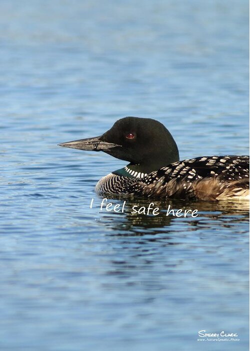  Greeting Card featuring the photograph Common Loon says I Feel Safe Here by Sherry Clark