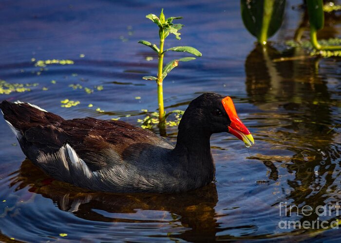 Nature Greeting Card featuring the photograph Common Moorhen by George Kenhan