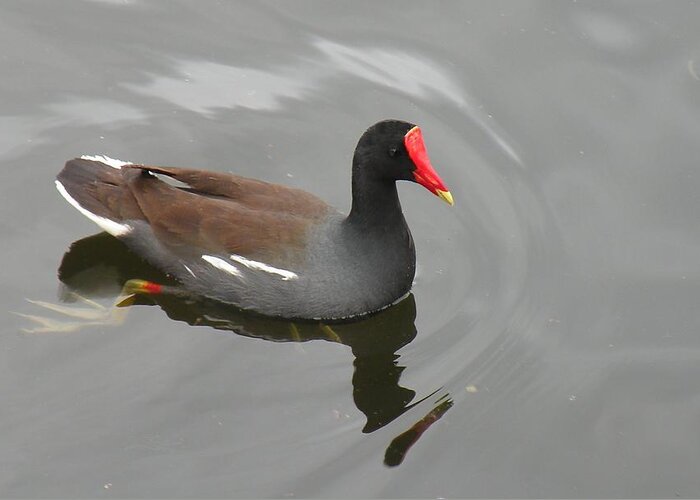 Bird Greeting Card featuring the photograph Common Moorhen by Rosalie Scanlon