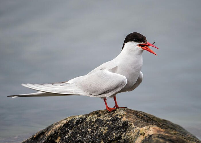 Common Tern Greeting Card featuring the photograph Common Tern by Torbjorn Swenelius