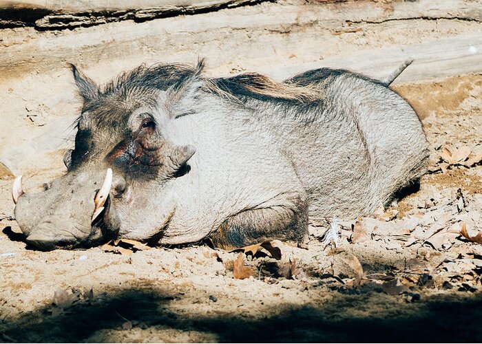 Warthog Greeting Card featuring the photograph Common Warthog Sleeping by Pati Photography
