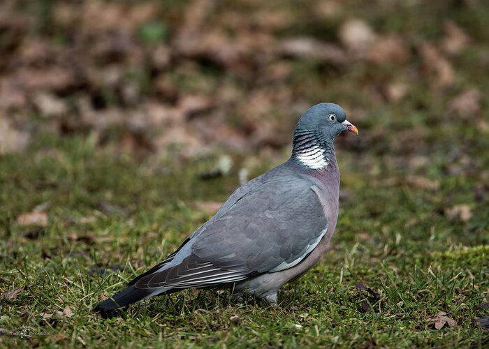 Common Wood Pigeon Greeting Card featuring the photograph Common Wood Pigeon's profile by Torbjorn Swenelius