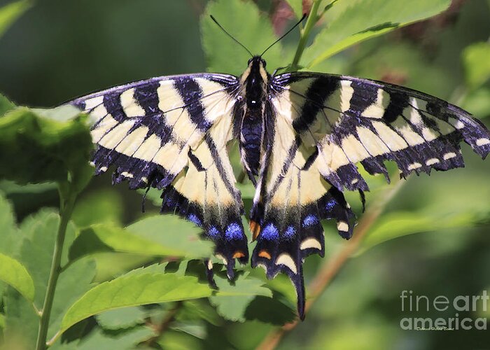 Butterfly Greeting Card featuring the photograph Common Yellow Swallowtail by Deborah Benoit