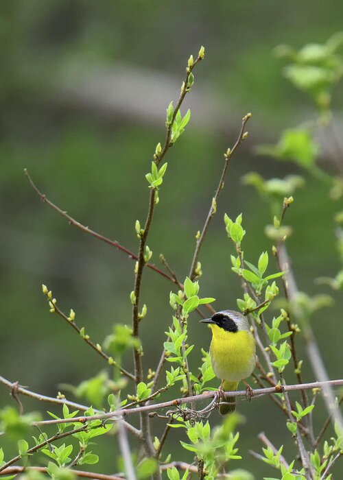 Warbler Greeting Card featuring the photograph Common Yellowthroat by Bill Wakeley
