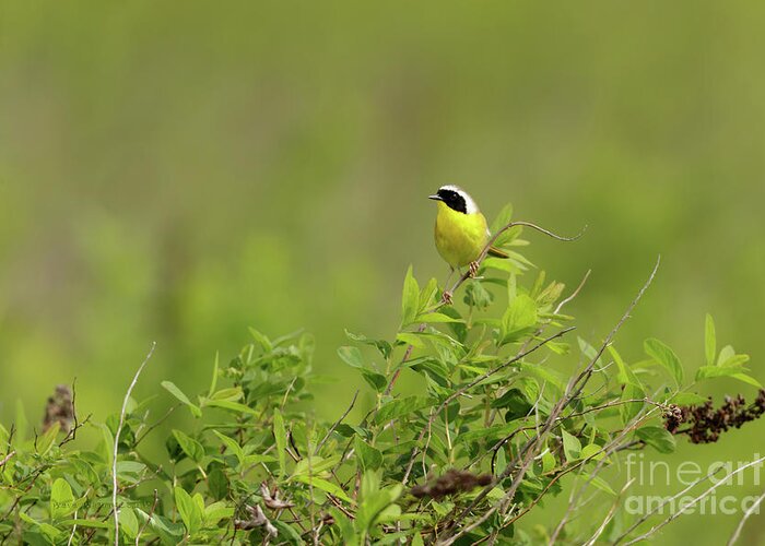 Common Yellowthroat Greeting Card featuring the photograph Common Yellowthroat - male by Beve Brown-Clark Photography