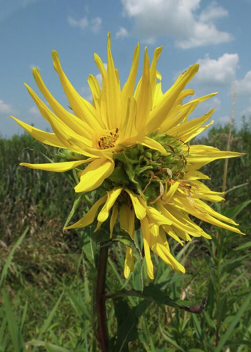 Compass Plant Greeting Card featuring the photograph Compass Plant by Scott Kingery