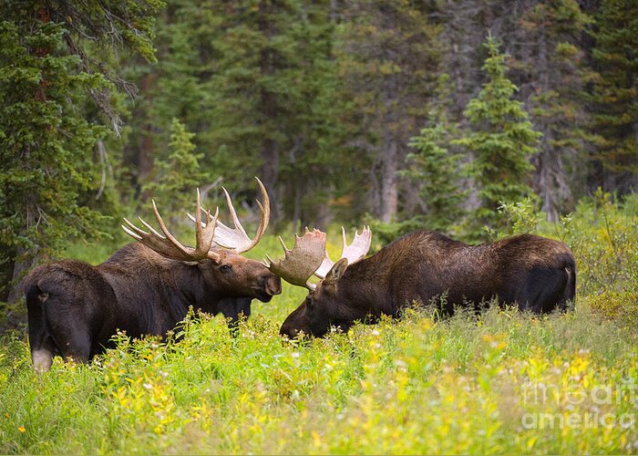 Bull Moose Greeting Card featuring the photograph The Competition by Aaron Whittemore