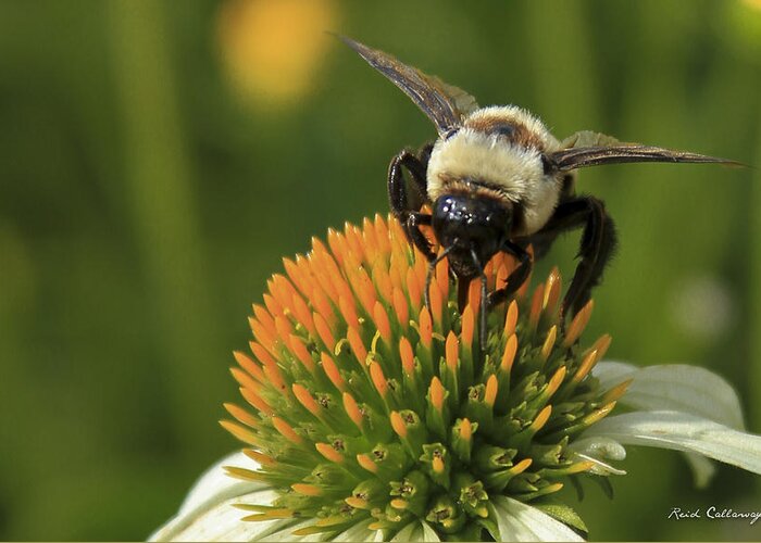 Reid Callaway Concentration Greeting Card featuring the photograph Concentration Coneflower Bee Art by Reid Callaway