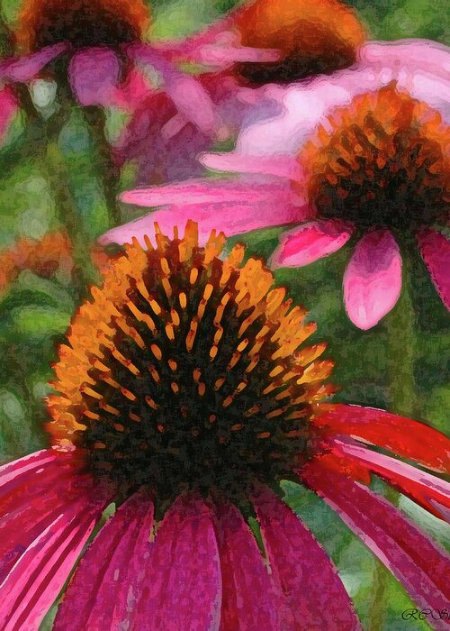 Flower Greeting Card featuring the photograph Cone Flowers by Robert Suggs