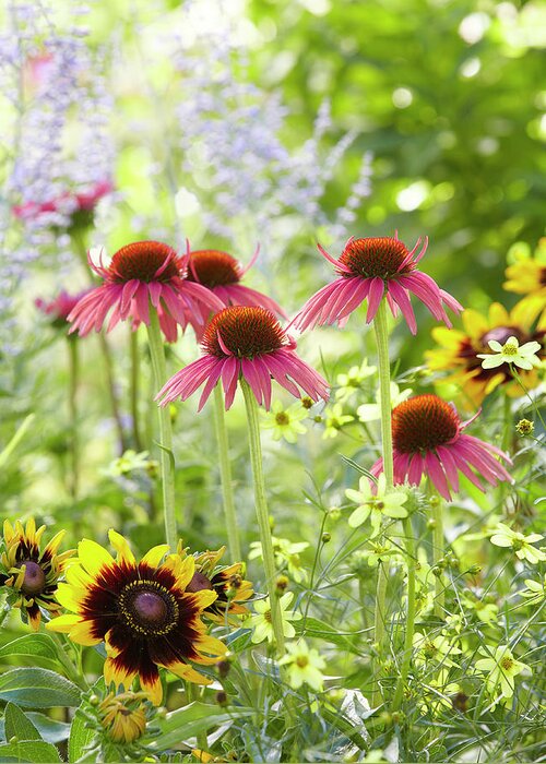 Garden Greeting Card featuring the photograph Coneflower scene by Garden Gate