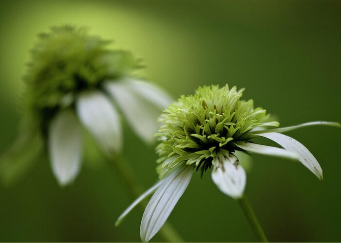 Green Greeting Card featuring the photograph Coneflowers by Karen Smale