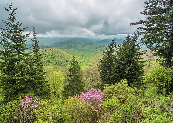 Blue Ridge Mountains Greeting Card featuring the photograph Conifers and Blooms by Dana Foreman