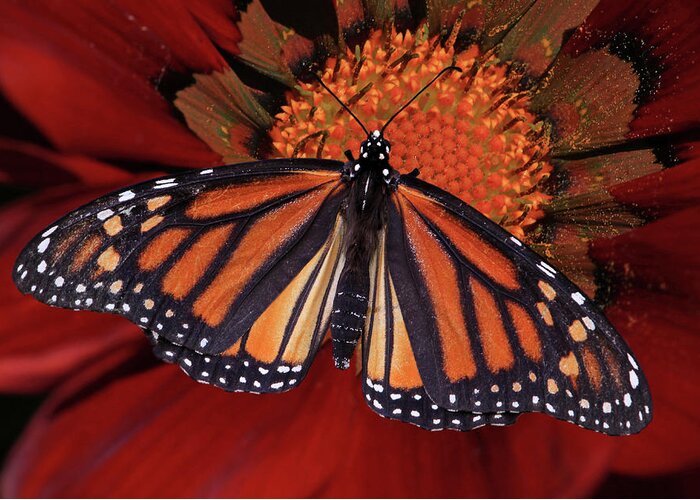 Monarch Butterfly Greeting Card featuring the photograph Connect the Dots by Donna Kennedy