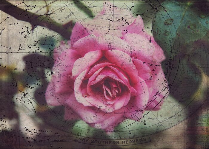 Rose Greeting Card featuring the photograph Constellation Rose by Toni Hopper
