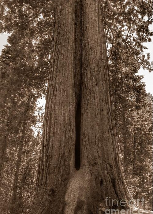 Sequoia Greeting Card featuring the photograph Contemplating Greatness by Leah McPhail