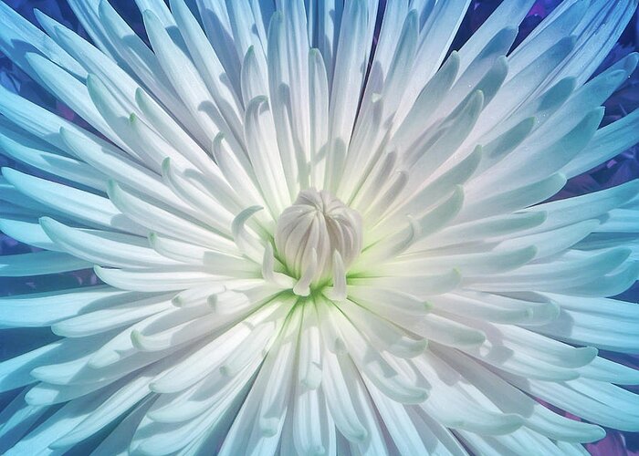Chrysanthemums Greeting Card featuring the photograph Cool Blue Starburst by Aimee L Maher ALM GALLERY