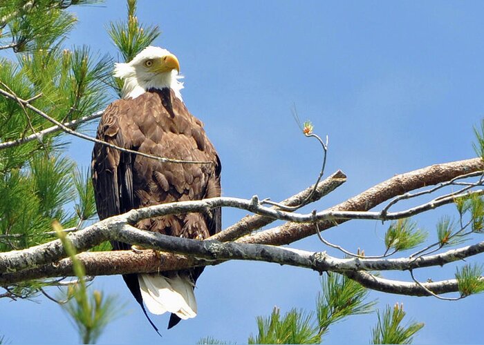 Eagle Greeting Card featuring the photograph Cool Breeze by Glenn Gordon