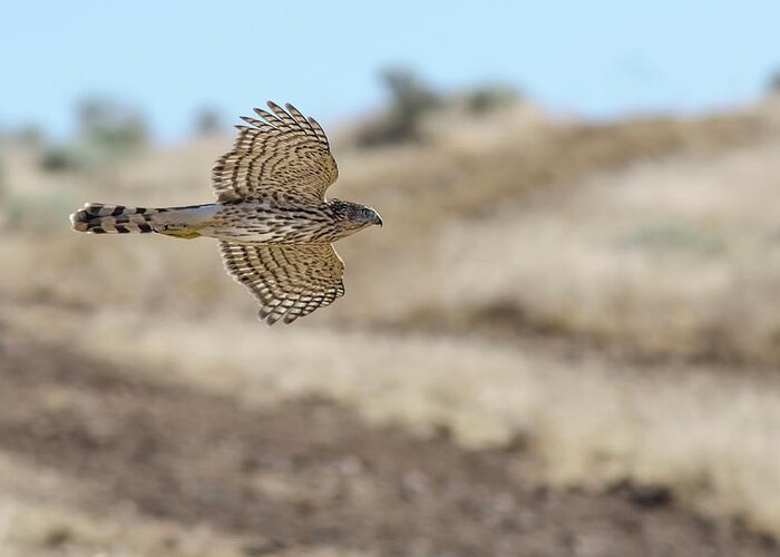 Accipiter Greeting Card featuring the photograph Coopers Hawk in flight by Rick Mosher