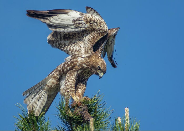 Hawk Greeting Card featuring the photograph Red Tailed Hawk with Prey 1 by Rick Mosher