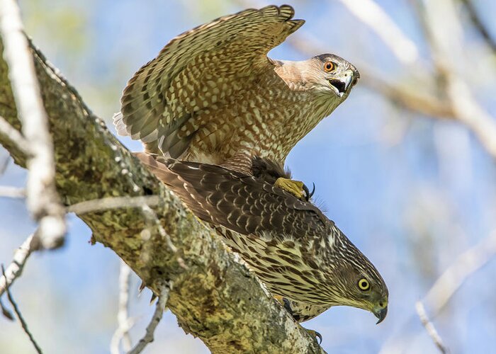 California Greeting Card featuring the photograph Cooper's Hawks Mating by Marc Crumpler