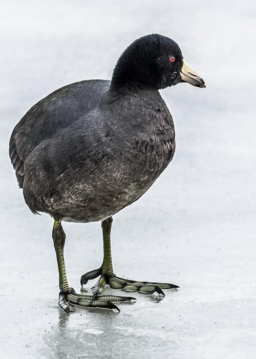 American Coot Greeting Card featuring the photograph Coot On Ice by Yeates Photography